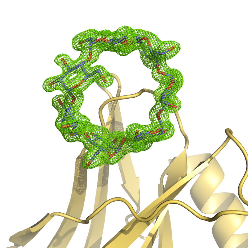 PTG, a protein involved in Lafora disease, with bound cyclodextrin