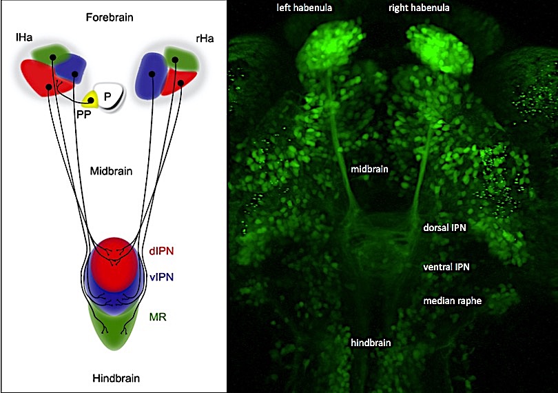 Left: Schematics of the zebrafish habenular neural circuit. Right: Transgenic embryo highlighting the habenular neural circuit at 4 days of development.