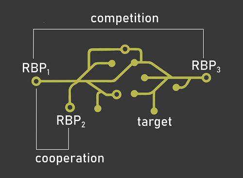 RBP-RBP interaction mechanisms