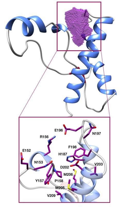 Structure of a folding intermediate of the cellular prion protein. The box highlights the residues defining a druggable pocket on such intermediate.