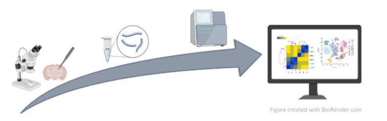 Figure 1. RNA-Sequencing Workflow: From RNA extraction to RNA Sequence Analysis