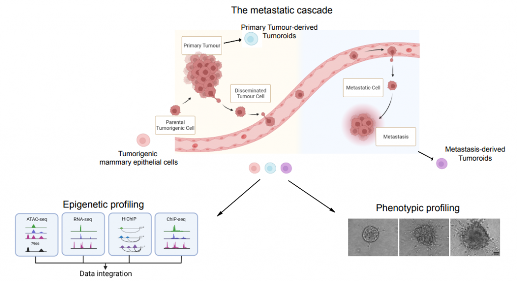 Schematic representation of the metastatic cascade process: xenograft-derived tumoroids from primary and metastatic samples are profiled for their epigenetic state 