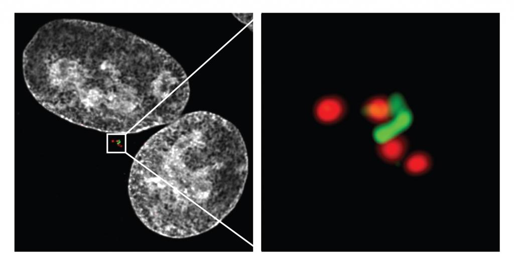 LEFT: overview of the whole cell: nuclei are stained white, different centrosomal markers are stained red and green. RIGHT: blow-up of the duplicated centrosomes.