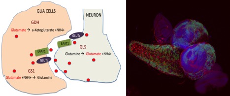 Left: schematic representation of glutamate-glutamine cycle between neurons and glial cells. Right: brain of drosophila larvae
