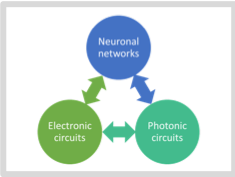 Interconnection: electronics, neuronal networks and photonic circuits are related to each other