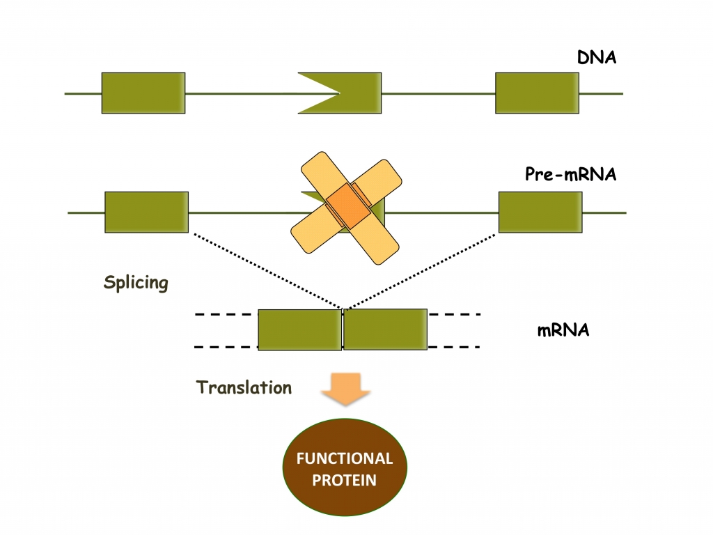 Splicing-modifying nucleic acid molecules are promising therapies